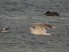 Common Gull at Paglesham Lagoon (Steve Arlow) (75108 bytes)